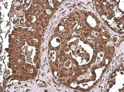 Invitrogen COX4 Monoclonal Antibody (GT854) 100 &mu;L; Unconjugated:Antibodies,