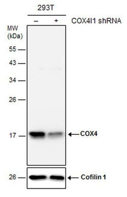 Invitrogen COX4 Monoclonal Antibody (GT854) 100 &mu;L; Unconjugated:Antibodies,