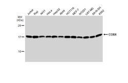 Invitrogen COX4 Monoclonal Antibody (GT854) 100 &mu;L; Unconjugated:Antibodies,