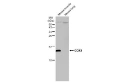 Invitrogen COX4 Monoclonal Antibody (GT854) 100 &mu;L; Unconjugated:Antibodies,