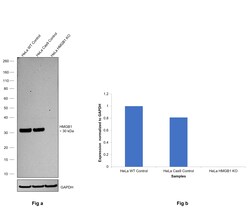 Invitrogen HMGB1 Monoclonal Antibody (GT412) 100 &mu;L; Unconjugated:Antibodies,