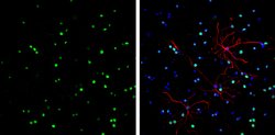 Invitrogen HMGB1 Monoclonal Antibody (GT412) 100 &mu;L; Unconjugated:Antibodies,