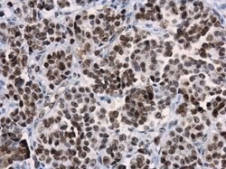Invitrogen HMGB1 Monoclonal Antibody (GT412) 100 &mu;L; Unconjugated:Antibodies,
