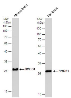 Invitrogen HMGB1 Monoclonal Antibody (GT412) 100 &mu;L; Unconjugated:Antibodies,