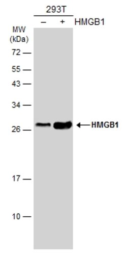 Invitrogen HMGB1 Monoclonal Antibody (GT412) 100 &mu;L; Unconjugated:Antibodies,