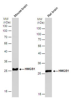 Invitrogen HMGB1 Monoclonal Antibody (GT412) 100 &mu;L; Unconjugated:Antibodies,