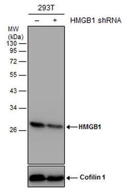 Invitrogen HMGB1 Monoclonal Antibody (GT412) 100 &mu;L; Unconjugated:Antibodies,