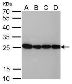 Invitrogen HMGB1 Monoclonal Antibody (GT412) 100 &mu;L; Unconjugated:Antibodies,