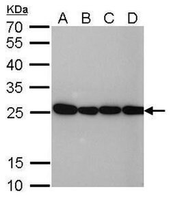 Invitrogen HMGB1 Monoclonal Antibody (GT412) 100 &mu;L; Unconjugated:Antibodies,