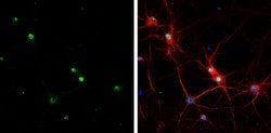 Invitrogen HMGB1 Monoclonal Antibody (GT349) 100 &mu;L; Unconjugated:Antibodies,