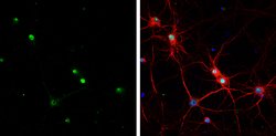 Invitrogen HMGB1 Monoclonal Antibody (GT349) 100 &mu;L; Unconjugated:Antibodies,
