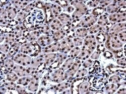 Invitrogen HMGB1 Monoclonal Antibody (GT349) 100 &mu;L; Unconjugated:Antibodies,