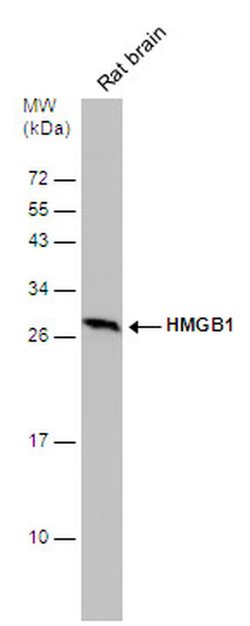 Invitrogen HMGB1 Monoclonal Antibody (GT349) 100 &mu;L; Unconjugated:Antibodies,
