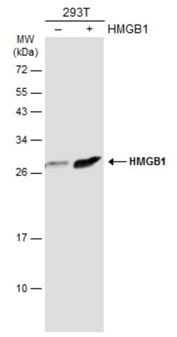 Invitrogen HMGB1 Monoclonal Antibody (GT349) 100 &mu;L; Unconjugated:Antibodies,