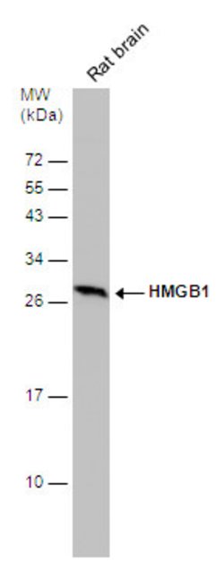 Invitrogen HMGB1 Monoclonal Antibody (GT349) 100 &mu;L; Unconjugated:Antibodies,
