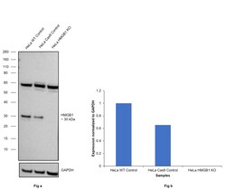 Invitrogen HMGB1 Monoclonal Antibody (GT349) 100 &mu;L; Unconjugated:Antibodies,