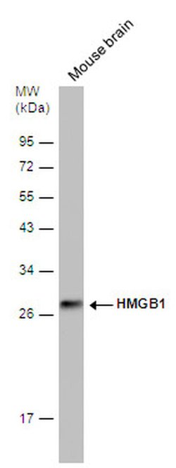 Invitrogen HMGB1 Monoclonal Antibody (GT349) 100 &mu;L; Unconjugated:Antibodies,