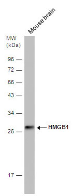 Invitrogen HMGB1 Monoclonal Antibody (GT349) 100 &mu;L; Unconjugated:Antibodies,