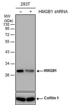 Invitrogen HMGB1 Monoclonal Antibody (GT349) 100 &mu;L; Unconjugated:Antibodies,