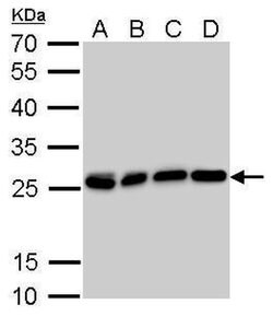 Invitrogen HMGB1 Monoclonal Antibody (GT349) 100 &mu;L; Unconjugated:Antibodies,