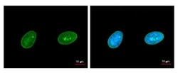 Invitrogen Lamin A/C Monoclonal Antibody (GT9712) 100 &mu;L; Unconjugated:Antibodies,