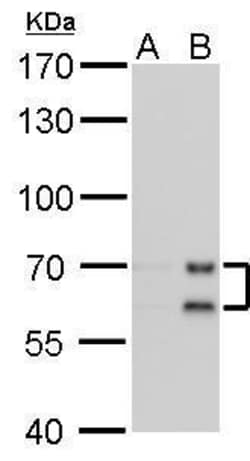 Invitrogen Lamin A/C Monoclonal Antibody (GT9712) 100 &mu;L; Unconjugated:Antibodies,
