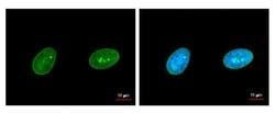 Invitrogen Lamin A/C Monoclonal Antibody (GT9712) 100 &mu;L; Unconjugated:Antibodies,