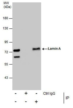 Invitrogen Lamin A/C Monoclonal Antibody (GT9712) 100 &mu;L; Unconjugated:Antibodies,