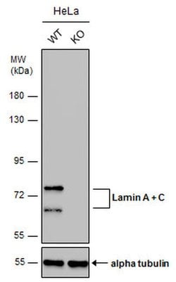 Invitrogen Lamin A/C Monoclonal Antibody (GT9712) 100 &mu;L; Unconjugated:Antibodies,