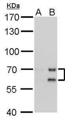 Invitrogen Lamin A/C Monoclonal Antibody (GT9712) 100 &mu;L; Unconjugated:Antibodies,