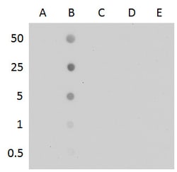 Invitrogen 5-Methylcytosine Monoclonal Antibody (GT4111) 100 &mu;L | Buy Online | Invitrogen&trade; | Fisher Scientific