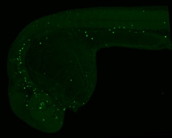 Invitrogen 5-Methylcytosine Monoclonal Antibody (GT4111) 100 &mu;L | Buy Online | Invitrogen&trade; | Fisher Scientific