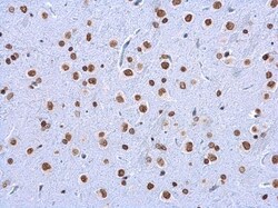 Invitrogen 5-Methylcytosine Monoclonal Antibody (GT4111) 100 &mu;L | Buy Online | Invitrogen&trade; | Fisher Scientific