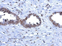 Invitrogen&trade;&nbsp;5-Methylcytosine Monoclonal Antibody (GT4111)