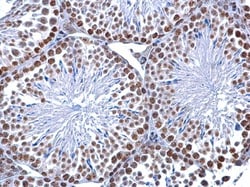 Invitrogen 5-Methylcytosine Monoclonal Antibody (GT4111) 100 &mu;L | Buy Online | Invitrogen&trade; | Fisher Scientific
