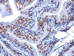 Invitrogen 5-Methylcytosine Monoclonal Antibody (GT4111) 100 &mu;L | Buy Online | Invitrogen&trade; | Fisher Scientific
