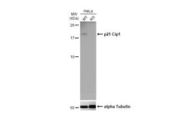 Invitrogen p21 Monoclonal Antibody (GT1032) 100 &mu;L | Buy Online | Invitrogen&trade; | Fisher Scientific