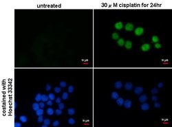 Invitrogen p21 Monoclonal Antibody (GT8611) 100 &mu;L; Unconjugated:Antibodies,
