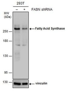 Invitrogen FASN Monoclonal Antibody (GT325) 100 &mu;L; Unconjugated:Antibodies,