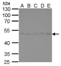 Invitrogen gamma Tubulin Monoclonal Antibody (GT4511) 100 &mu;L; Unconjugated:Antikörper
