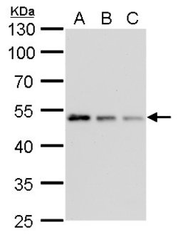 Invitrogen gamma Tubulin Monoclonal Antibody (GT4511) 100 &mu;L; Unconjugated:Antikörper