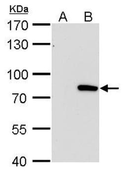 Invitrogen MX1 Monoclonal Antibody (GT4812) 100 &mu;L; Unconjugated:Antibodies,