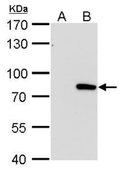 Invitrogen MX1 Monoclonal Antibody (GT4812) 100 &mu;L; Unconjugated:Antibodies,