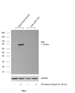 Invitrogen MX1 Monoclonal Antibody (GT4812) 100 &mu;L; Unconjugated:Antibodies,