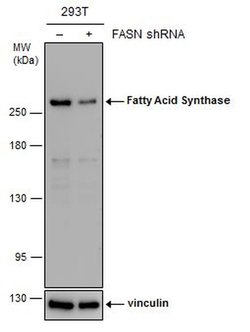 Invitrogen FASN Monoclonal Antibody (GT5210) 100 μL; Unconjugated:Antibodies,