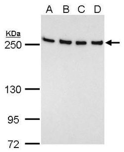Invitrogen FASN Monoclonal Antibody (GT5210) 100 μL; Unconjugated:Antibodies,