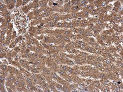 Invitrogen FASN Monoclonal Antibody (GT556) 100 &mu;L | Buy Online | Invitrogen&trade; | Fisher Scientific