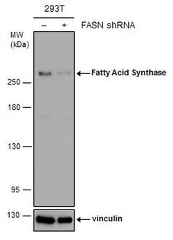 Invitrogen FASN Monoclonal Antibody (GT556) 100 &mu;L | Buy Online | Invitrogen&trade; | Fisher Scientific