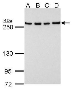 Invitrogen FASN Monoclonal Antibody (GT556) 100 &mu;L | Buy Online | Invitrogen&trade; | Fisher Scientific