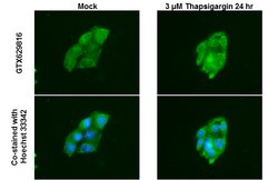 Invitrogen ATG12 Monoclonal Antibody (GT948) 100 &mu;L; Unconjugated:Antibodies,